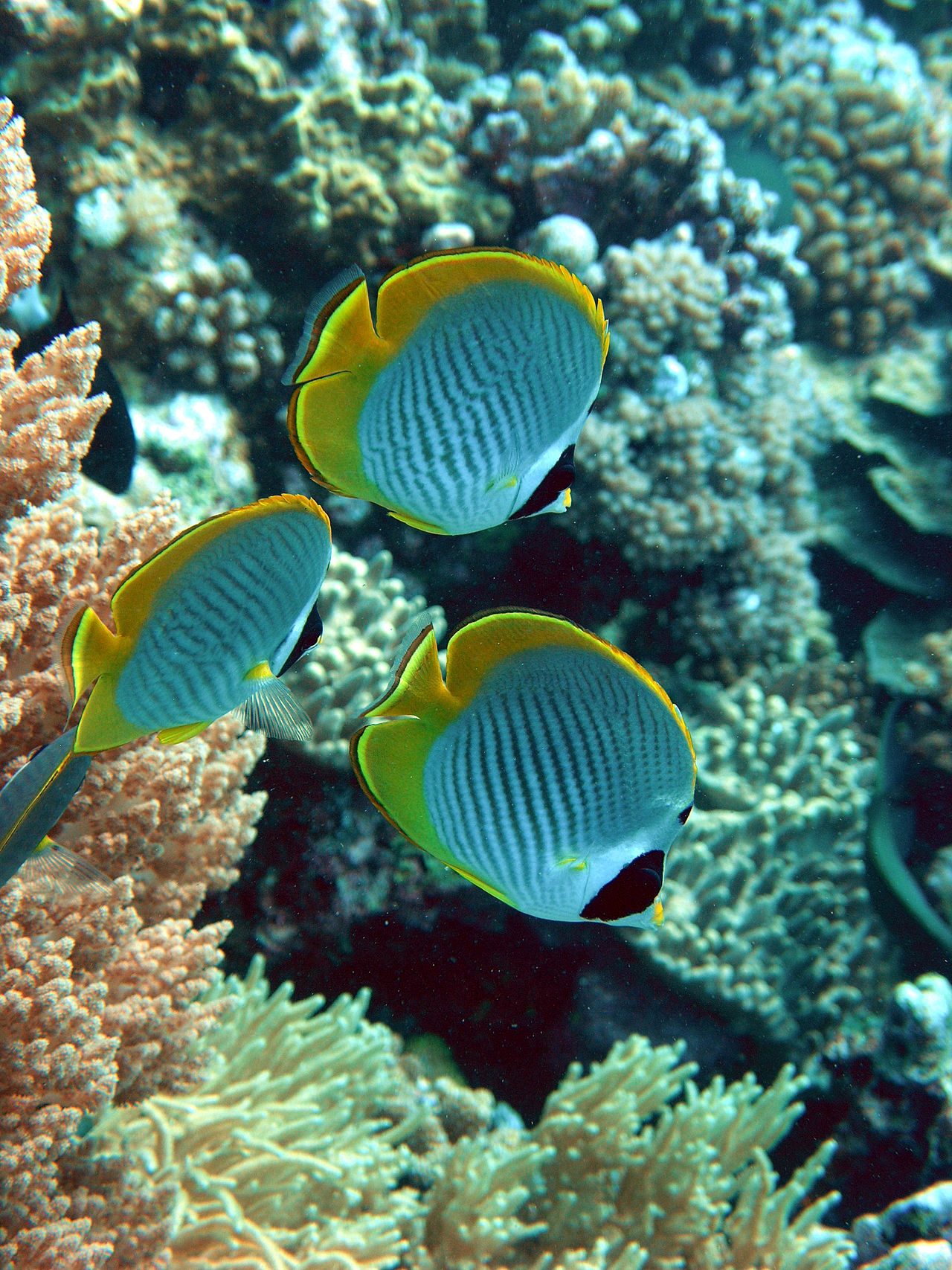 Жизнь рыб. Chaetodon Bennetti. Chaetodon adiergastos. Chaetodon rafflesi. Рыба бабочка.